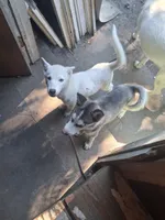 White puppy #1, a female Siberian Husky for sale in Springfield, MA – 7 of 8