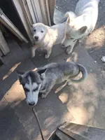 White puppy #2, a female Siberian Husky for sale in Springfield, MA – 7 of 8