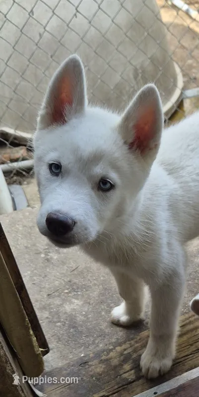 Girl puppy 2 – Siberian Husky puppy for sale in Springfield, MA