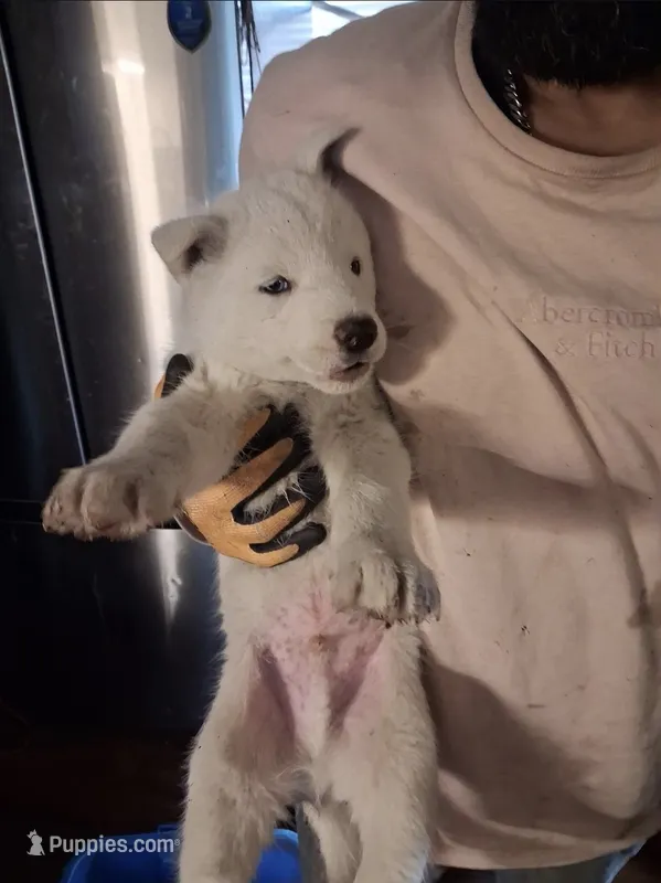 Boy puppy 3 – Siberian Husky puppy for sale in Springfield, MA