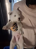 Boy puppy 3, a male Siberian Husky for sale in Springfield, MA – 1 of 1