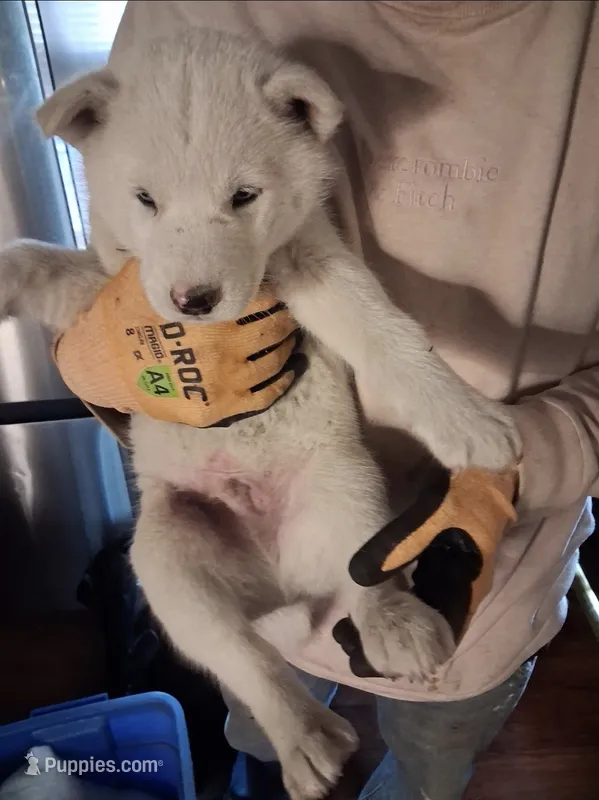 Boy puppy 2 – Siberian Husky puppy for sale in Springfield, MA
