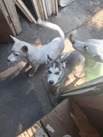 White puppy #2, a female Siberian Husky for sale in Springfield, MA – 2 of 8