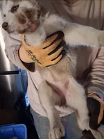 Girl puppy 1 , a female Siberian Husky for sale in Springfield, MA – 2 of 3