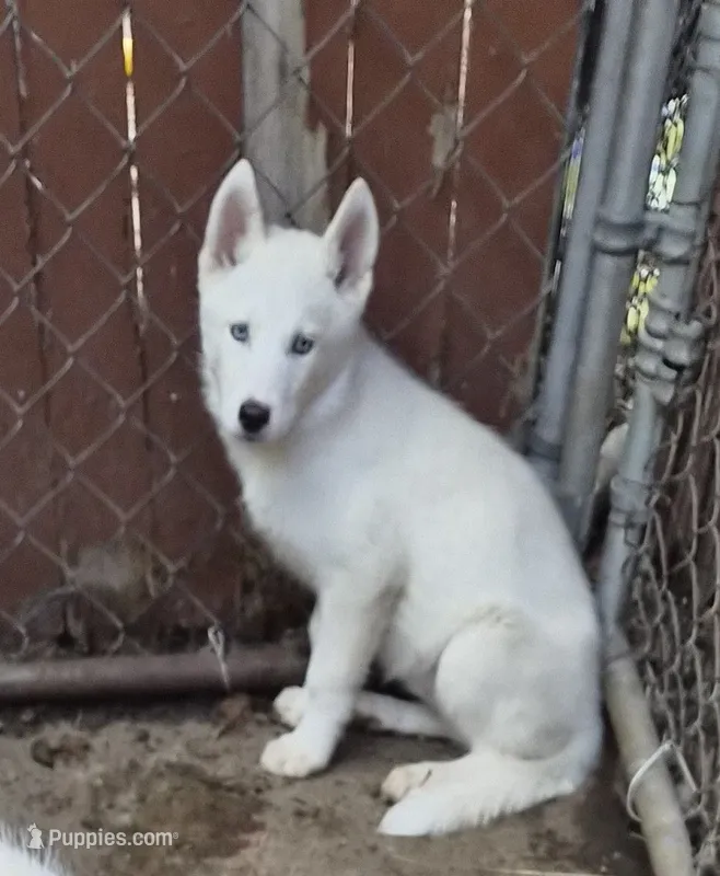 Boy puppy 3 – Siberian Husky puppy for sale in Springfield, MA