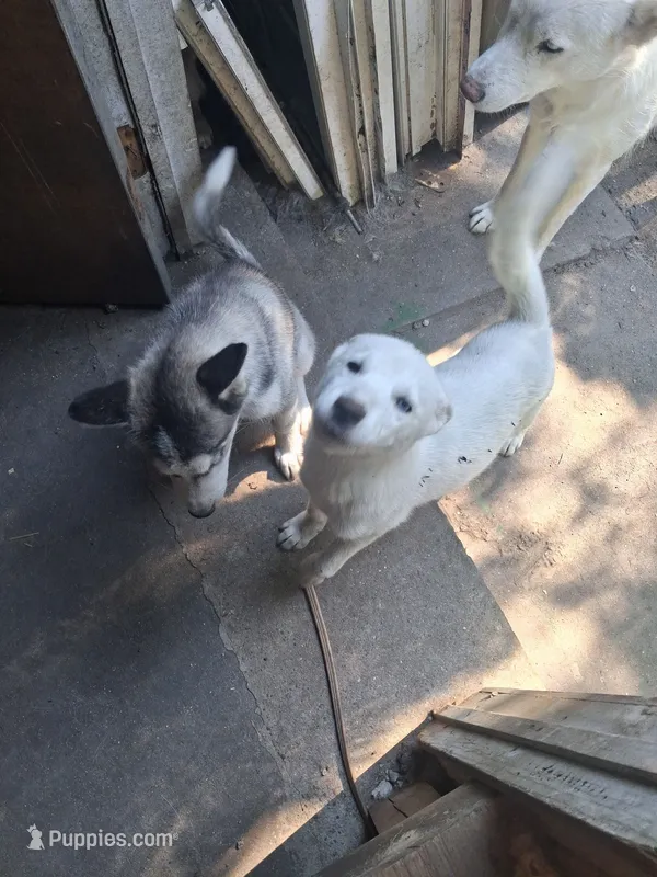 White puppy #2 – Siberian Husky puppy for sale in Springfield, MA