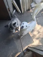 White puppy #2, a female Siberian Husky for sale in Springfield, MA – 1 of 8