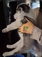 Boy puppy 1, a male Siberian Husky for sale in Springfield, MA – 2 of 2