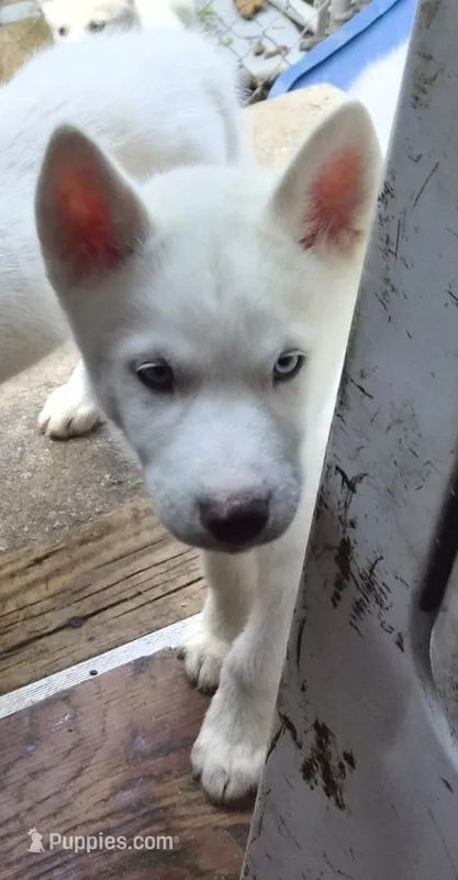 Boy puppy 2 – Siberian Husky puppy for sale in Springfield, MA