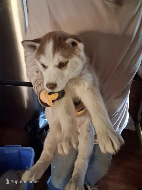 Girl puppy 1  – Siberian Husky puppy for sale in Springfield, MA