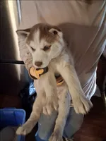 Girl puppy 1 , a female Siberian Husky for sale in Springfield, MA – 1 of 3