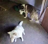 Pending adoption as of 09/28/26 Baby Levi, a male Siberian Husky for sale in Springfield, MA – 10 of 10