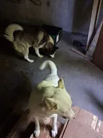 Pending adoption as of 09/28/26 Baby Levi, a male Siberian Husky for sale in Springfield, MA – 7 of 10
