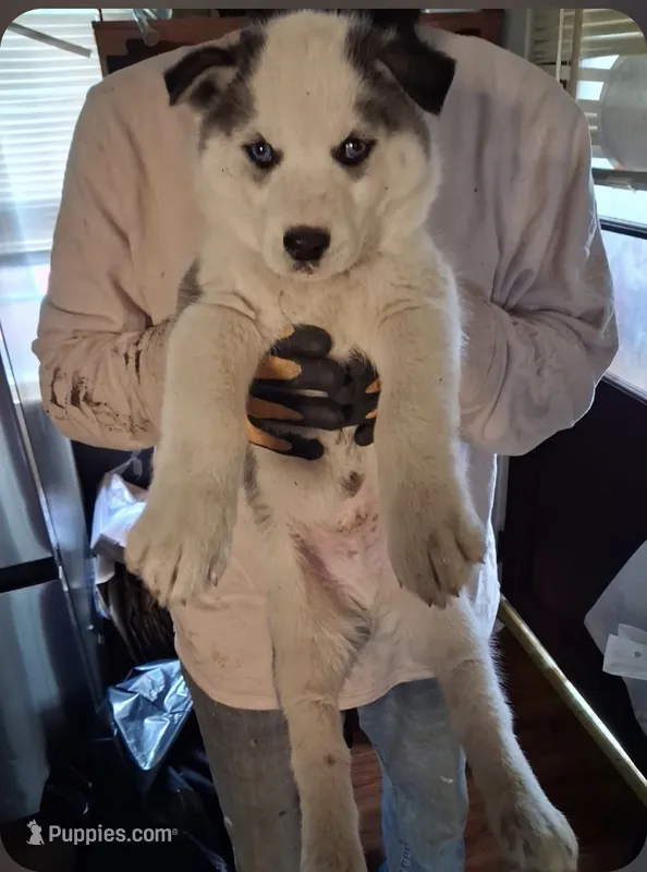 Boy puppy 1 – Siberian Husky puppy for sale in Springfield, MA