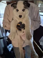 Boy puppy 1, a male Siberian Husky for sale in Springfield, MA – 1 of 2