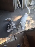 White puppy #2, a female Siberian Husky for sale in Springfield, MA – 6 of 8