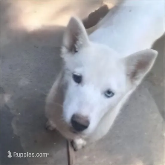White puppy #2 – Siberian Husky puppy for sale in Springfield, MA