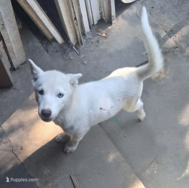 White puppy #1 – Siberian Husky puppy for sale in Springfield, MA