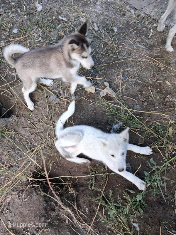 Baby Levi – Siberian Husky puppy for sale in Springfield, MA