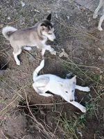 Pending adoption as of 09/28/26 Baby Levi, a male Siberian Husky for sale in Springfield, MA – 1 of 10