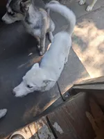 White puppy #2, a female Siberian Husky for sale in Springfield, MA – 4 of 8
