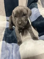 Nimo, a male Cane Corso for sale in Taunton, MA – Photo 2 of 4