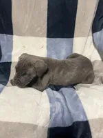 Nimo, a male Cane Corso for sale in Taunton, MA – Photo 4 of 4