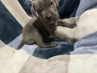 Nimo, a male Cane Corso for sale in Taunton, MA – Photo 3 of 4