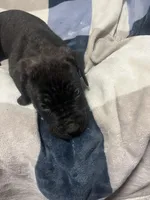 Blacky, a male Cane Corso for sale in Taunton, MA – Photo 8 of 8