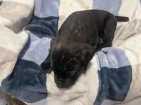 Blacky, a male Cane Corso for sale in Taunton, MA – Photo 3 of 8