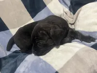 Blacky, a male Cane Corso for sale in Taunton, MA – Photo 4 of 8