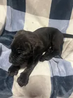 Blacky, a male Cane Corso for sale in Taunton, MA – Photo 7 of 8