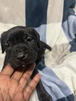 Blacky, a male Cane Corso for sale in Taunton, MA – Photo 1 of 8