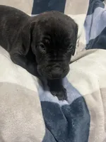 Blacky, a male Cane Corso for sale in Taunton, MA – Photo 6 of 8