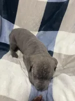 Erik, a male Cane Corso for sale in Taunton, MA – Photo 3 of 5