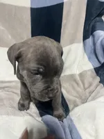 Erik, a male Cane Corso for sale in Taunton, MA – Photo 1 of 5