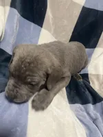 Erik, a male Cane Corso for sale in Taunton, MA – Photo 2 of 5