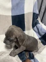 Erik, a male Cane Corso for sale in Taunton, MA – Photo 5 of 5