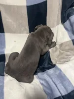 Erik, a male Cane Corso for sale in Taunton, MA – Photo 4 of 5