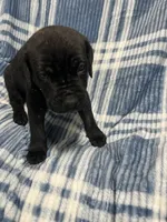 Blacky, a male Cane Corso for sale in Taunton, MA – Photo 7 of 7
