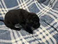 Blacky, a male Cane Corso for sale in Taunton, MA – Photo 2 of 7