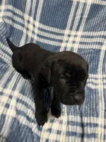 Blacky, a male Cane Corso for sale in Taunton, MA – Photo 1 of 7