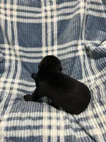 Blacky, a male Cane Corso for sale in Taunton, MA – Photo 5 of 7