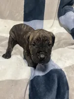 Tiger, a male Cane Corso for sale in Taunton, MA – Photo 2 of 5