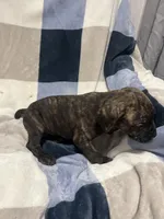 Tiger, a male Cane Corso for sale in Taunton, MA – Photo 4 of 5