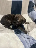 Tiger, a male Cane Corso for sale in Taunton, MA – Photo 3 of 5