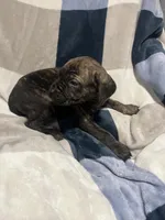 Tiger, a male Cane Corso for sale in Taunton, MA – Photo 5 of 5