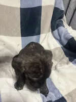 Smokey, a male Cane Corso for sale in Taunton, MA – Photo 2 of 5