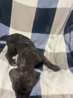 Smokey, a male Cane Corso for sale in Taunton, MA – Photo 3 of 5