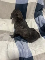 Smokey, a male Cane Corso for sale in Taunton, MA – Photo 5 of 5